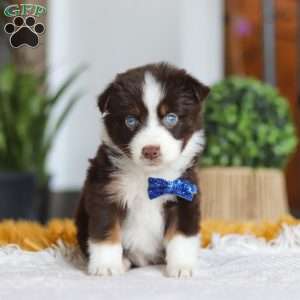 Sydney, Miniature Australian Shepherd Puppy